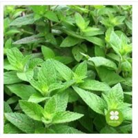 Cây bạc hà 1kg sấy khô - TTM271