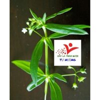 cây bạch hoa xà thiết thảo ( cây lưỡi rắn )