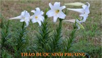 Cây Bách Hợp