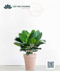 Cây bạch mã Chậu đất nung trồng cây loại lớn