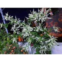 Cây 🌲 Bạch Trầm Hương lớn 1m4 đang hoa
