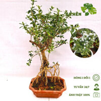 Cây Bạch Tuyết Mai Bonsai - Cây Cảnh Trang Trí - Cây cảnh Để Bàn - Trang Trí Vườn