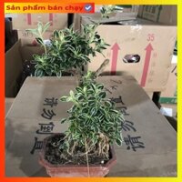 Cây bạch tuyết mai bonsai, cao 25cm lá viền trắng bắt mắt