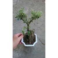 Cây Bạch Tuyết Mai Bonsai