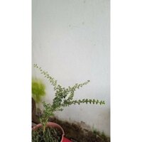 Cây Bạch Tuyết Mai dáng chú chim