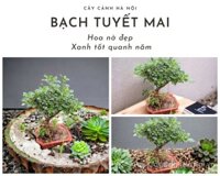 Cây bạch tuyết mai đẹp
