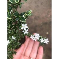 Cây bạch tuyết mai - gồm chậu