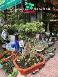 Cây bạch tuyết mai, ý nghĩa và cách trồng