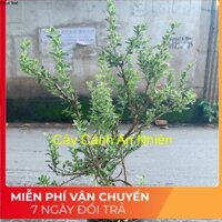 Cây Bạch Tuyết Mai