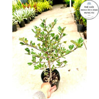 Cây bàng cẩm thach Singapore - Cây Đa Tam Phúc cẩm thach.
