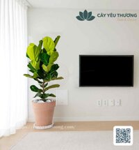 Cây bàng Chậu đất nung trồng cây loại lớn