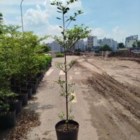 Cây Bàng Đài Loan 3 Tầng Lá ( Bàng Đài Loan)