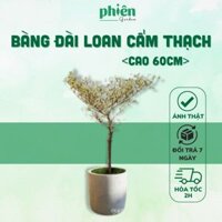 Cây Bàng Đài Loan Cẩm Thạch cao 60cm, Cây Bàng lá nhỏ sum suê
