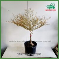 Cây bàng đài loan cẩm thạch, cây bàng nhật cao 70-80cm
