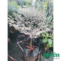 Cây Bàng Đài Loan Cẩm Thạch, Cây Bàng Lá Nhỏ Sum Suê Cao 60Cm Nội Thất Kèm Chậu Xi Măng