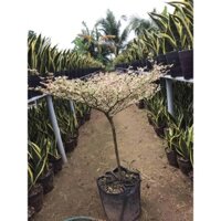 Cây bàng đài loan cẩm thạch, cây bàng nhật cho dân decor