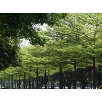 CÂY BÀNG ĐÀI LOAN - CÂY  2m trở lên