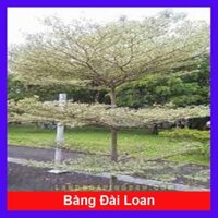 Cây Bàng Đài Loan - cây cảnh sân vườn  tặng phân bón cho cây mau lớn