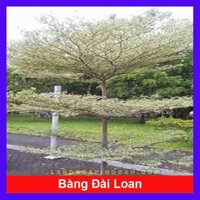 Cây Bàng Đài Loan - cây cảnh vườn  tặng phân bón cho cây