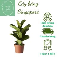 Cây bàng đài loan- cây để bàn- cây cảnh, Đà lạt Garden,cây cao 30-40cm, trang trí đẹp