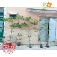 cây bàng đài loan lá nhỏ cao từ 1 mét 5 gần 2 mét