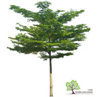 Cây Bàng Đài Loan