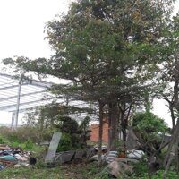 Cây bàng Đài Loan