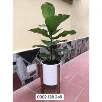 Cây bàng sing to chậu nhựa