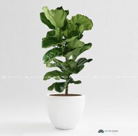 Cây bàng singapore | chậu men (sứ) bầu lớn