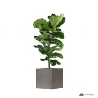 CÂY BÀNG singapore - CHẬU XI MĂNG HÌNH VUÔNG MÀU TỰ NHIÊN