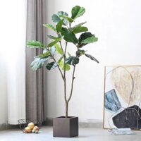 Cây bàng singapore giả 1,4m