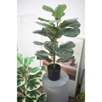 Cây bàng Singapore giả bằng nhựa PU cao 75cm