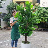 Cây bàng Singapore giả cao cấp cao 1m5, cây giống thật 99%