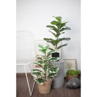 Cây Bàng Singapore giả, cây giả decor bằng nhựa 75 cm - Jassi Decor
