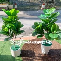 Cây Bàng Singapore Giả Kèm Chậu Phủ Sẵn Rêu Xanh Như Hình