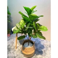 Cây bàng Singapore giả lá to cao cấp độ cao 100cm 3 nhánh