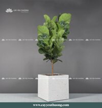 Cây bàng singapore gốc lớn - Chậu Trồng Cây Cỡ Lớn