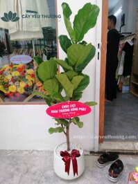 Cây bàng singapore mừng khai trương shop quần áo