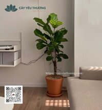 Cây bàng singapore trồng chậu đất nung lớn