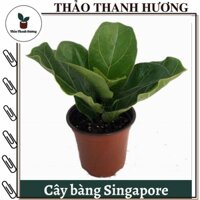 Cây bàng Singapore vuông, cây nội thất, cây bàng lá to TTH 31