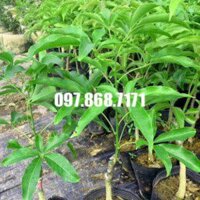 Cây Bánh Kem F1 - Nhà vườn Xuân Khương