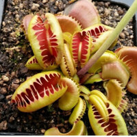 Cây bắt mồi Cây bẫy kẹp Bloody nurse | HungGarden