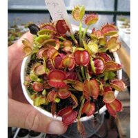 Cây bắt mồi Cây bẫy kẹp Long Red Fincers | HungGarden