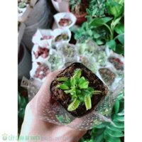 Cây Bẫy Kẹp Bắt Mồi