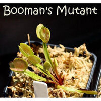 cây bẫy kẹp booman’s mutant , dionaea booman’s mutant