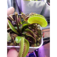 cây bẫy kẹp killer, dionaea killer