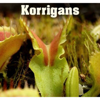 cây bẫy kẹp korrigans , dionaea korrigans