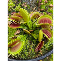 cây bẫy kẹp schuppenstiel 2 , dionaea schuppenstiel2