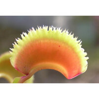 cây bẫy kẹp sunrise , dionaea sunrise