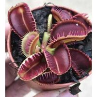 cây bẫy kẹp triton , dionaea triton